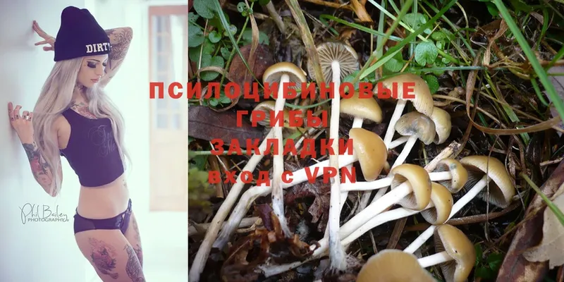 Галлюциногенные грибы Psilocybe  Воронеж 