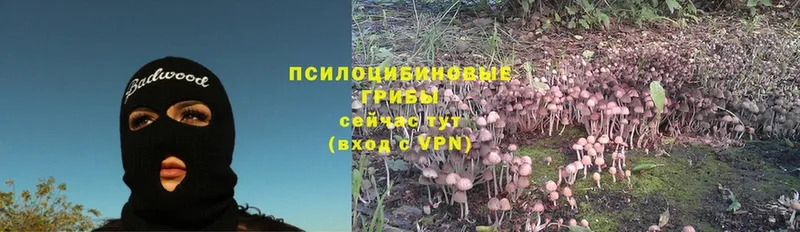 Галлюциногенные грибы Psilocybine cubensis Воронеж